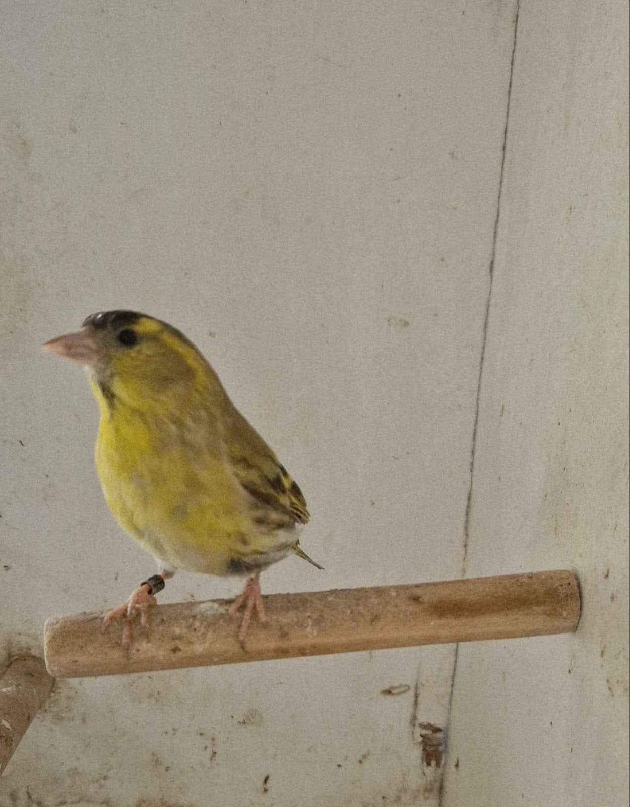 Sijz, Dieren en Toebehoren, Vogels | Overige Vogels, Meerdere dieren, Wildzangvogel