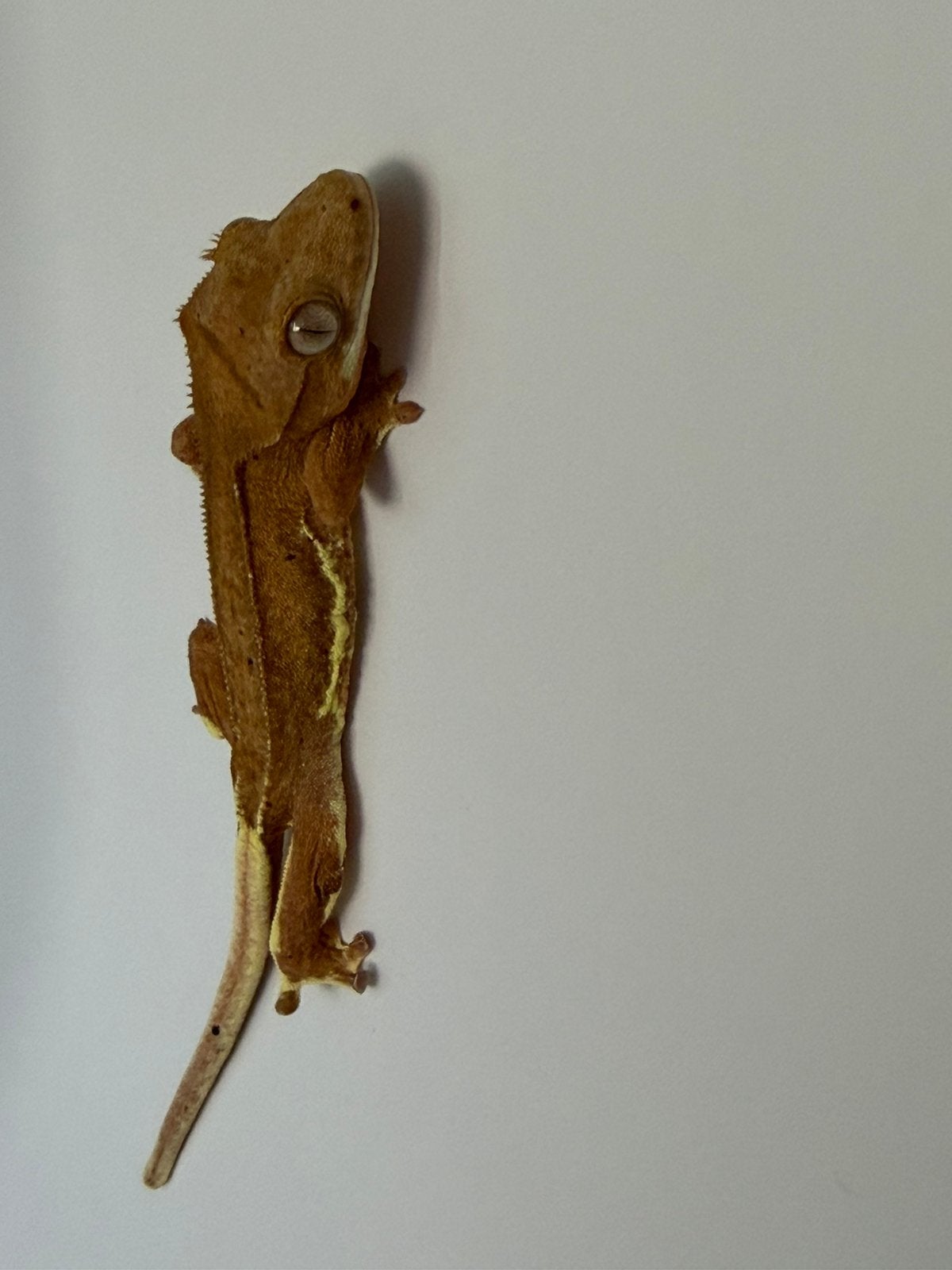 Correlophus ciliatus - Crested Gecko - Wimpergekko, Hagedis, 0 tot 2 jaar