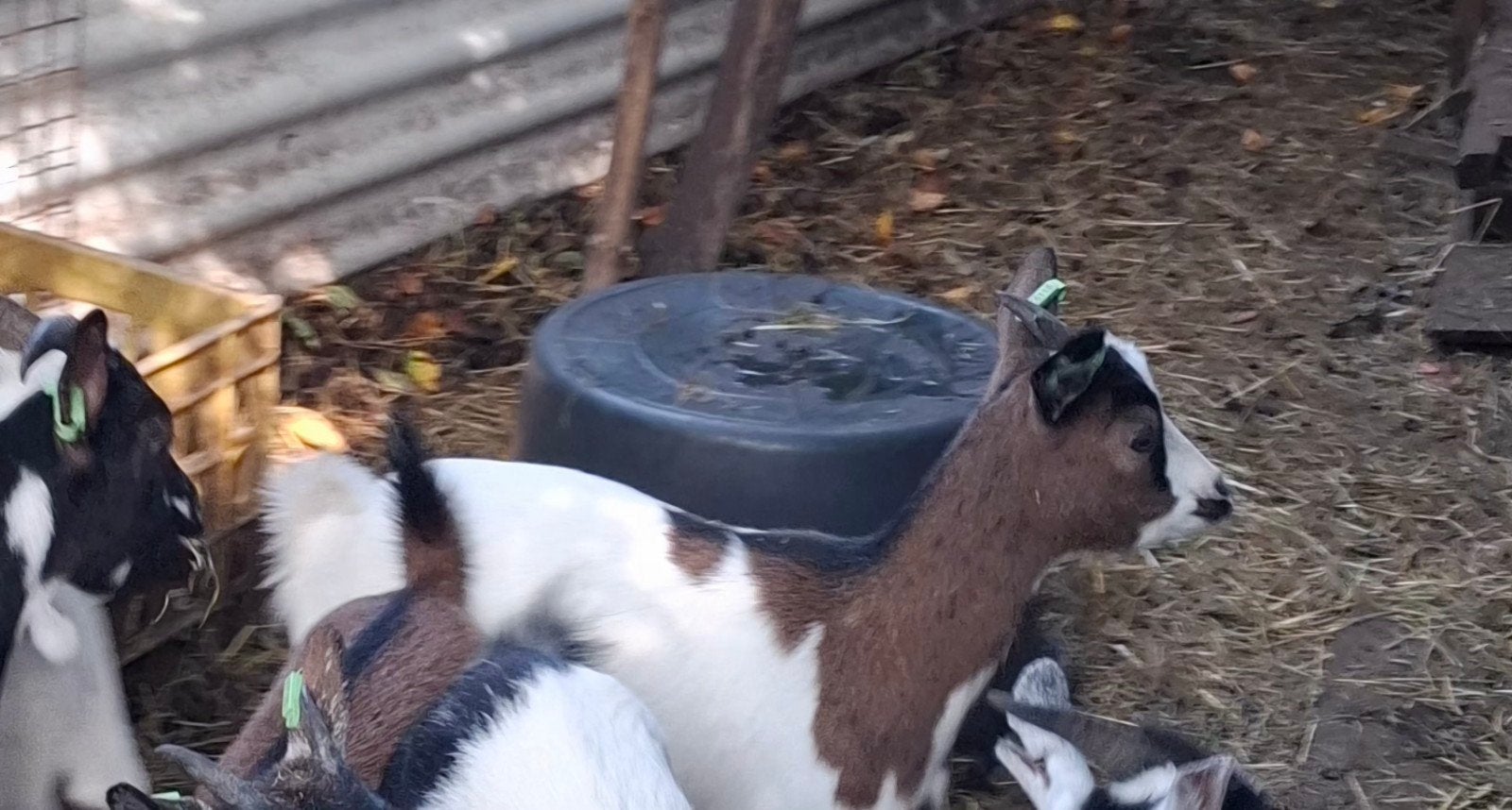 dwerggeit, Dieren en Toebehoren, Vrouwelijk, Geit, 0 tot 2 jaar