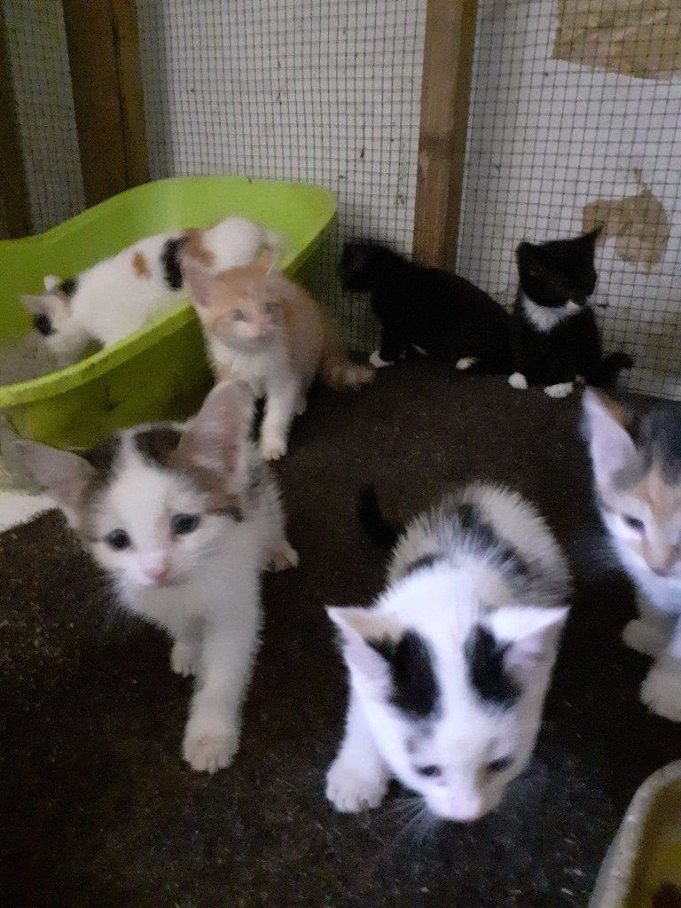 Prachtige boerderij kittens te koop, Meerdere dieren, Kortharig, 0 tot 2 jaar