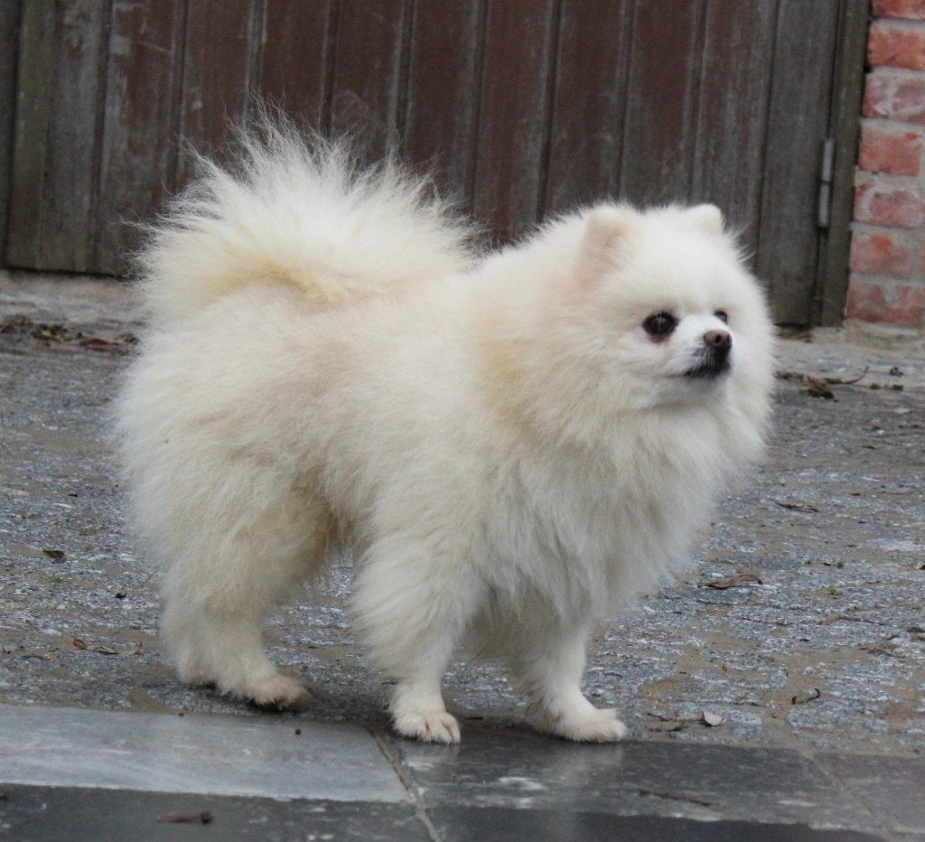 Pomeriaan, 6 jaar of ouder, Parvo, Nederland, Keeshond