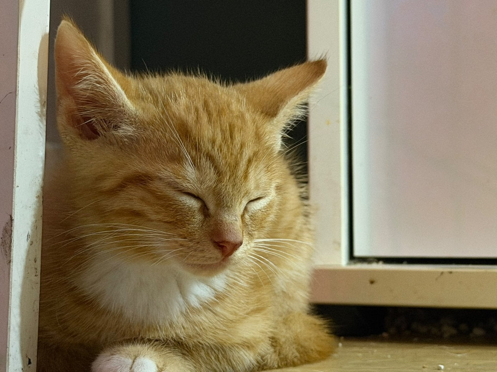 6 lieve kittens, Dieren en Toebehoren, Meerdere dieren