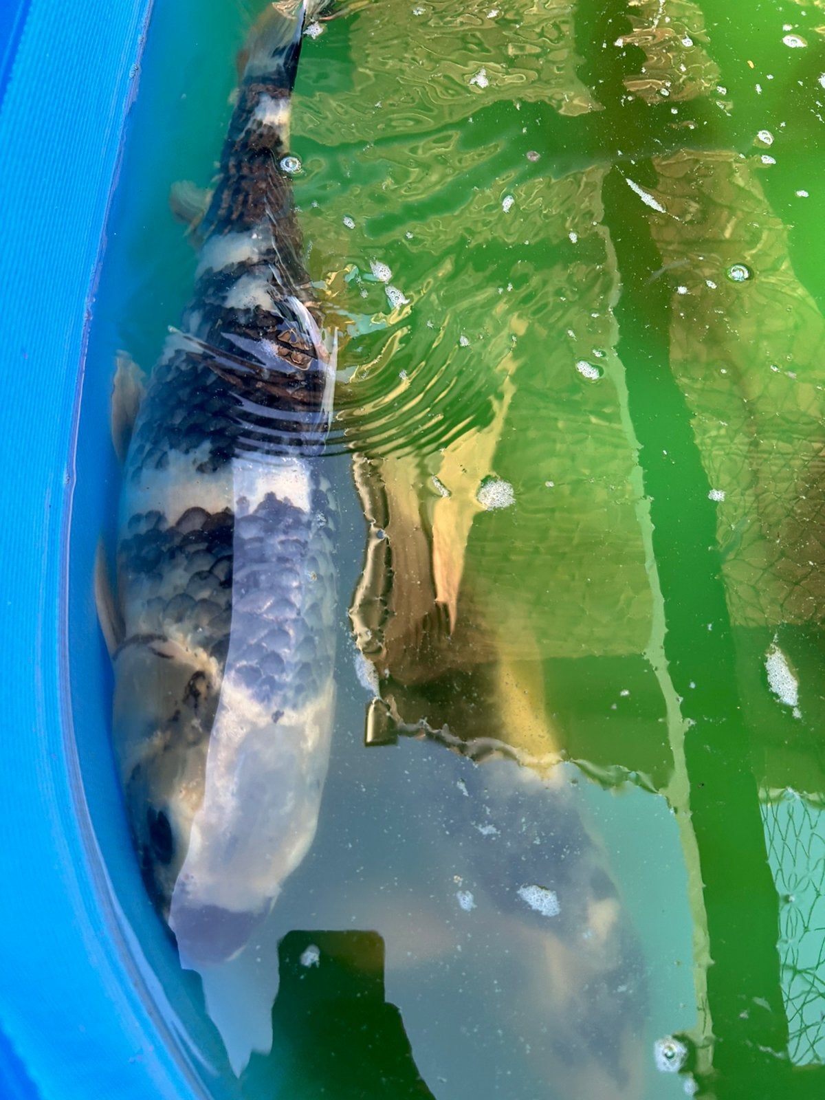 Shiro utsuri koi 50cm, Karper of Koi