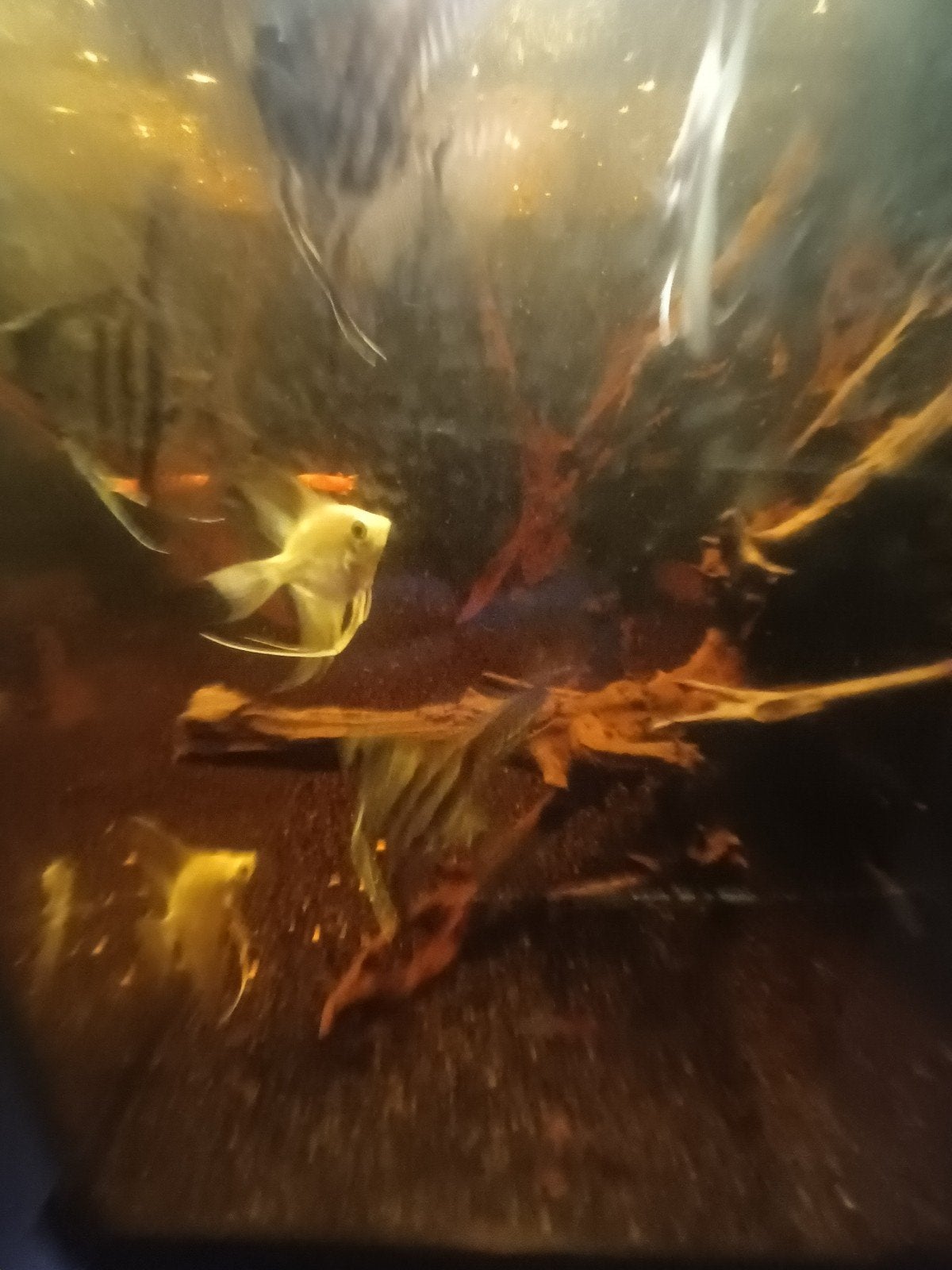 Maanvissen, Dieren en Toebehoren
