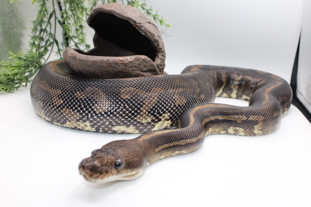 Ball Python/ Regius Python/Confusion cinnamon yb pos special, Dieren en Toebehoren, Slang, 3 tot 6 jaar