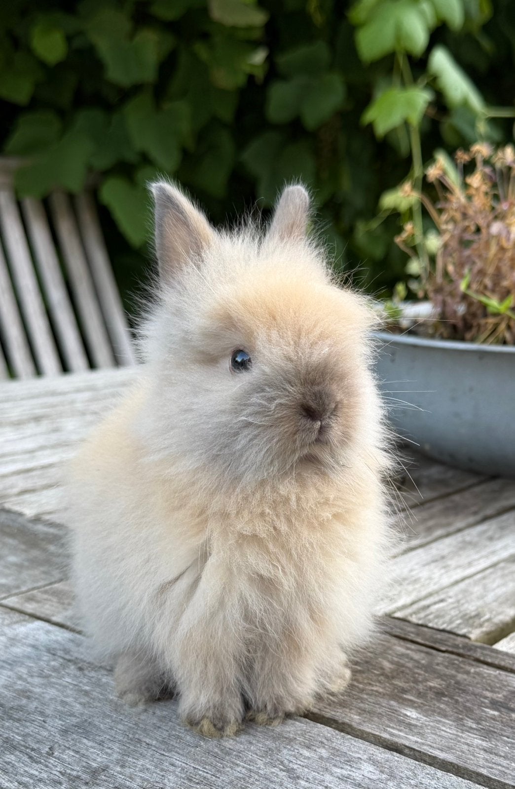 Super knappe Minilop/Teddy dwerg koppels, Dieren en Toebehoren, Konijnen, Meerdere dieren, Dwerg, Hangoor, 0 tot 2 jaar