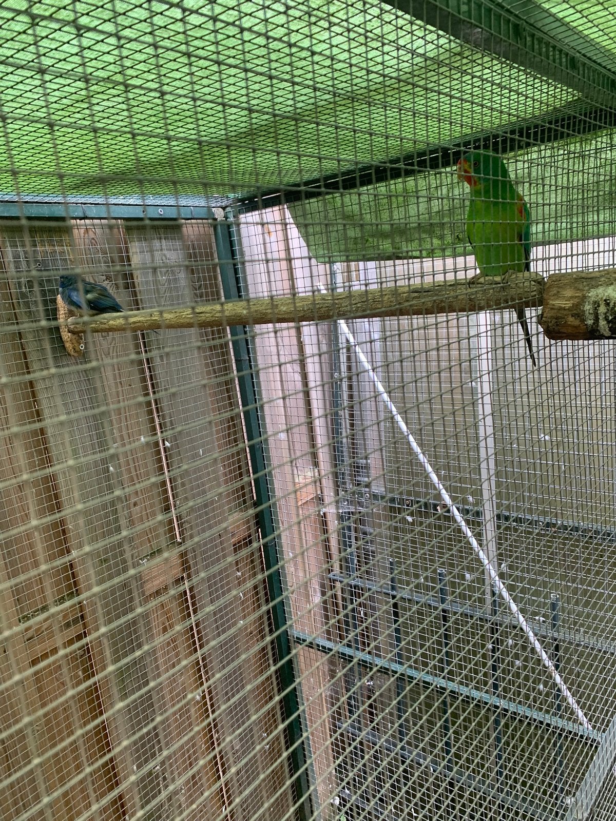 Swiften, Meerdere dieren, Parkiet