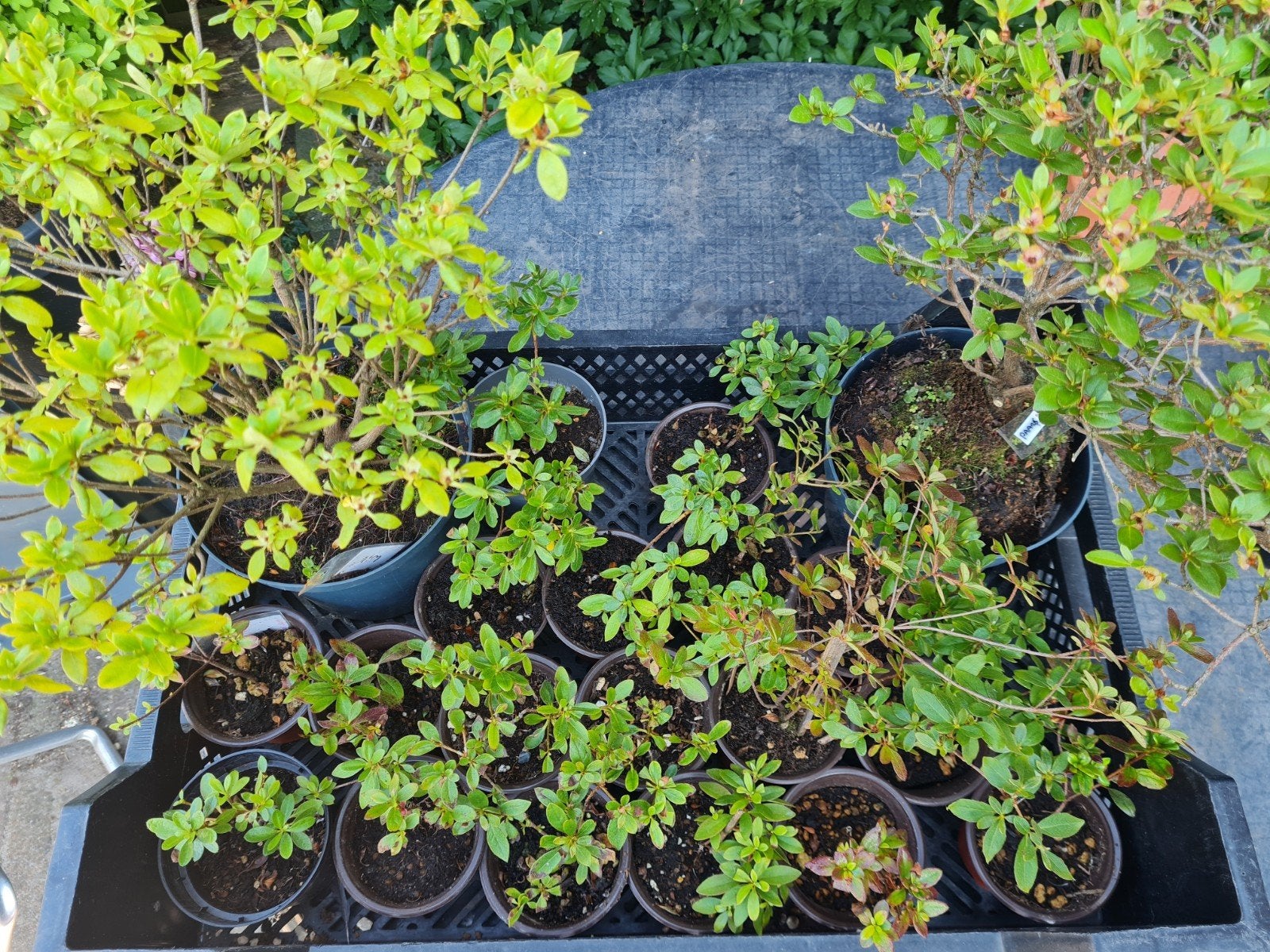 Azalea's. (zelf een Bonsai maken), Vaste plant, Halfschaduw, Lente, Ophalen