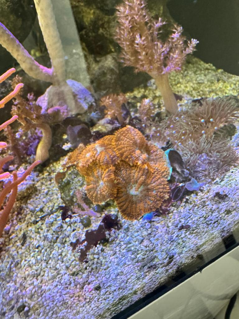 Rhodactis inchoata orange, 6 op 1 steen, ook los te koop, Dieren en Toebehoren, Overige typen