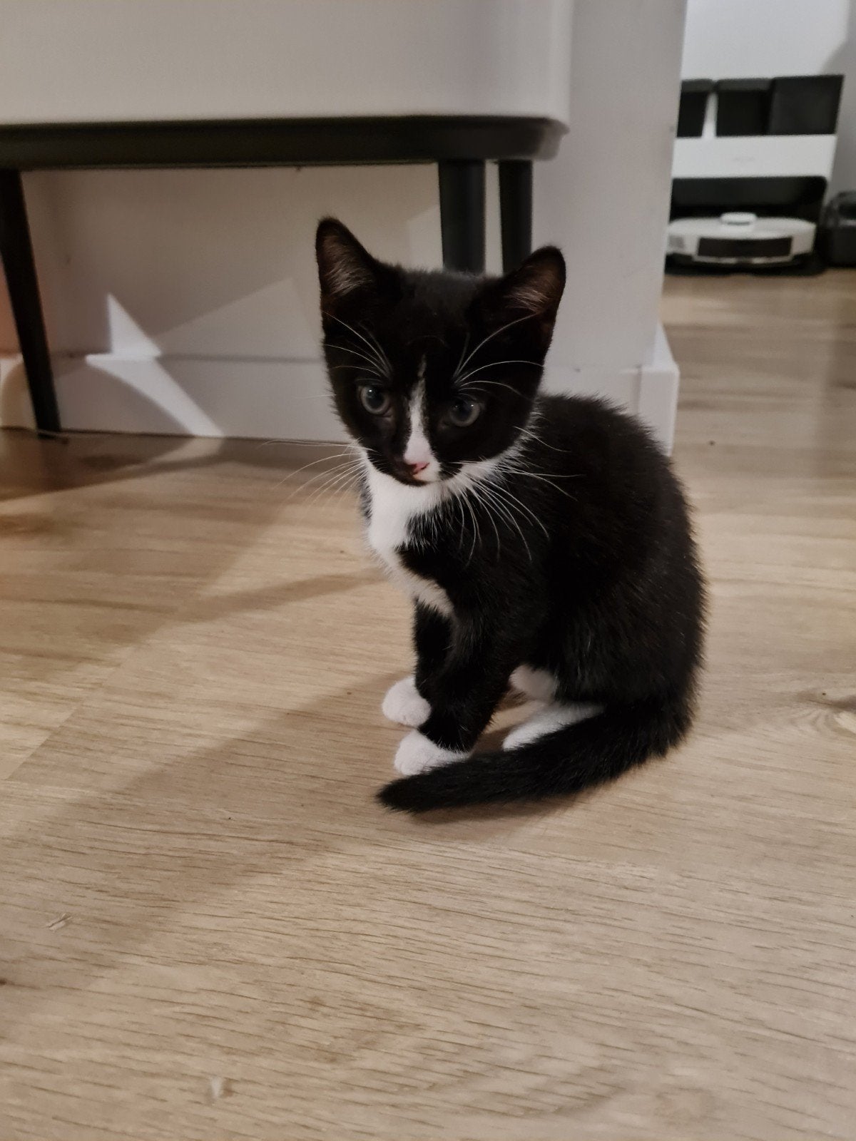 Lieve en speelse kittens (vrouwtjes) – 8 weken oud, Dieren en Toebehoren, Poes, Kortharig, 0 tot 2 jaar