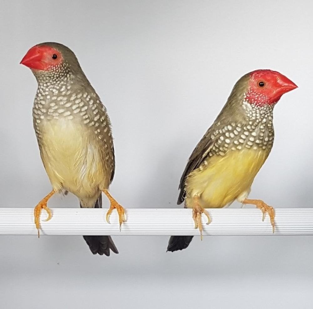 koppel binsen astrilde, Meerdere dieren, Tropenvogel, Geringd