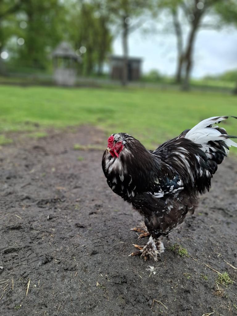 Brahma haan groot, Dieren en Toebehoren, Mannelijk, Kip