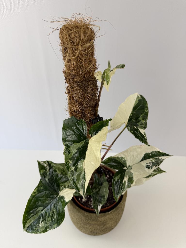 Syngonium Albo p12, Ophalen of Verzenden, Halfschaduw, Minder dan 100 cm