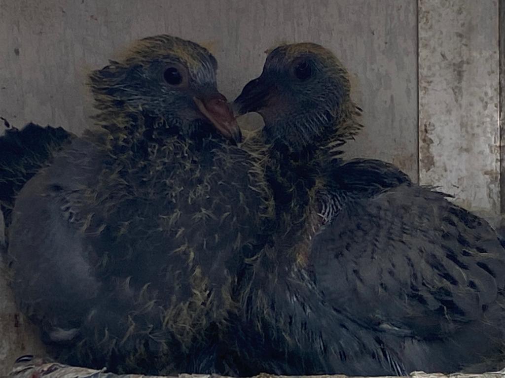 Jonge duiven Veenstra / Koopman, Dieren en Toebehoren, Vogels | Duiven, Postduif, Meerdere dieren