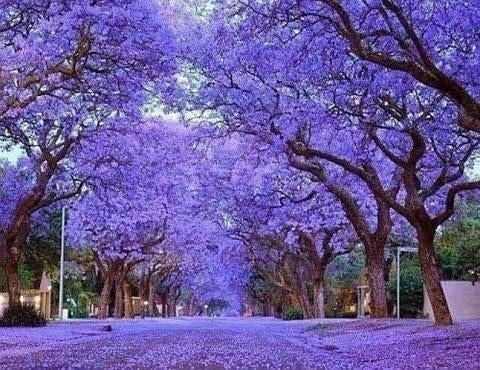 Kweek je eigen Anna Paulownia Boom – uit zaad!, Ophalen of Verzenden, Volle zon