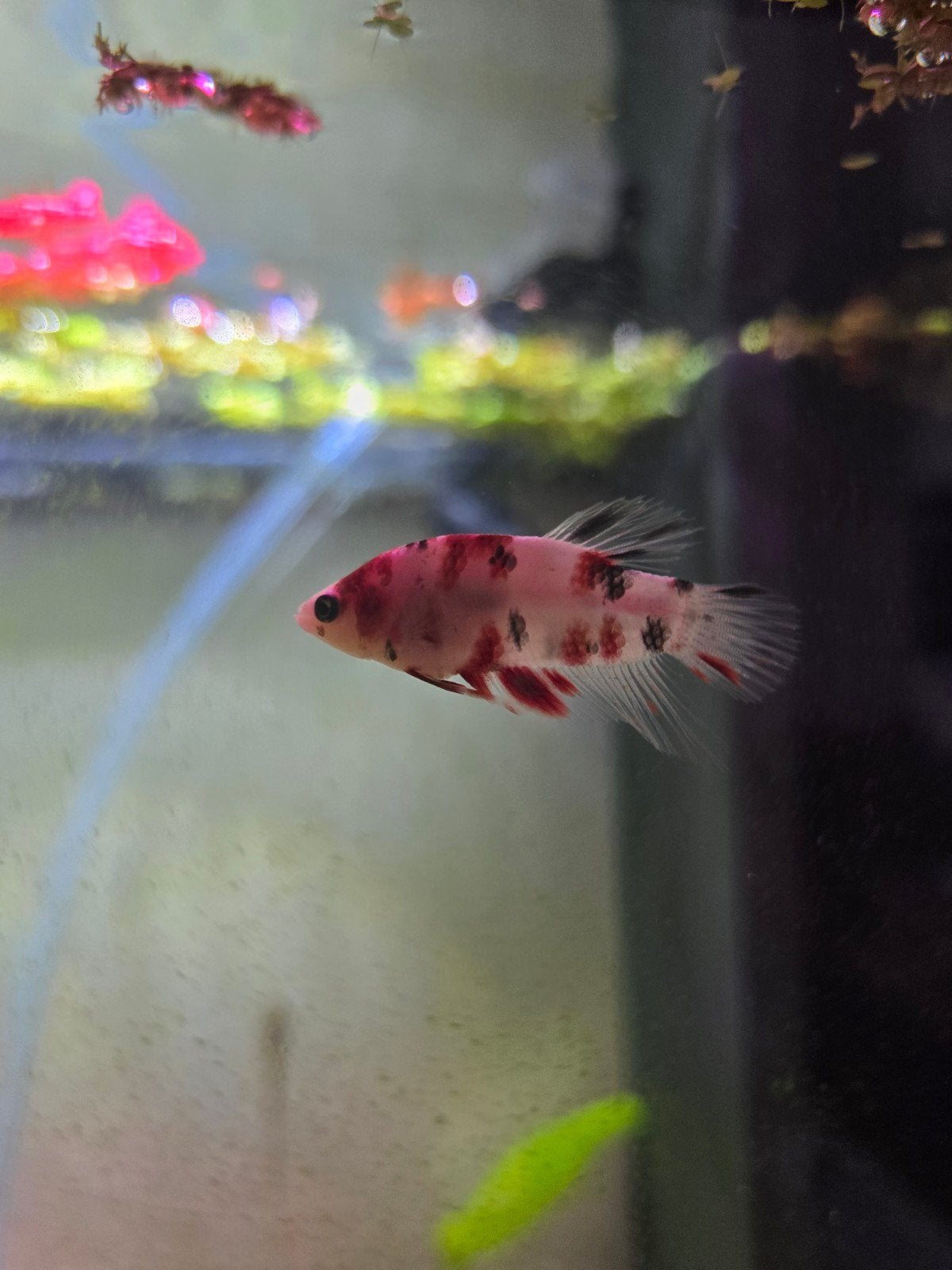 Betta koi hmpk te koop, Dieren en Toebehoren, Vissen | Aquariumvissen, Vis