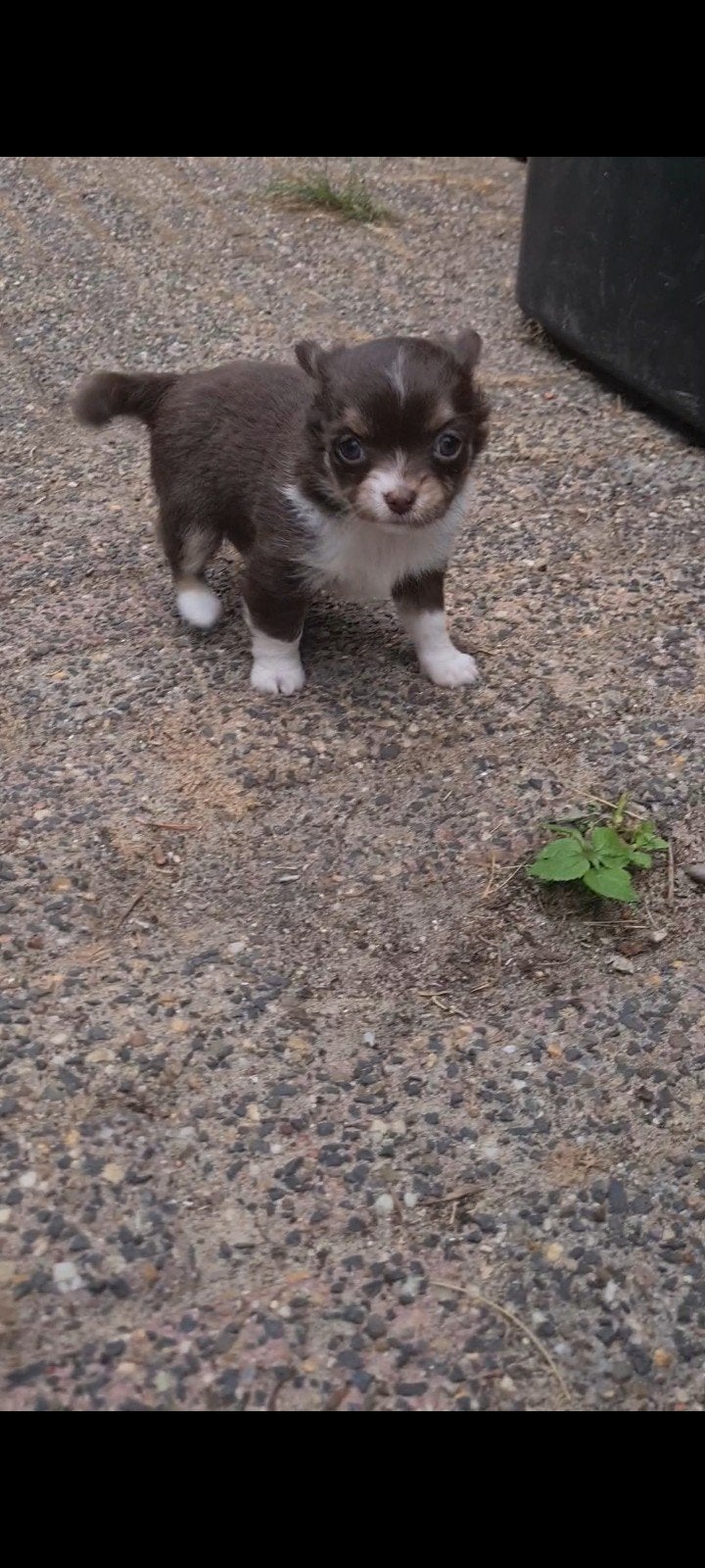mini chihuahua langhaar pups te koop, Parvo, 8 tot 15 weken, Meerdere, Meerdere dieren