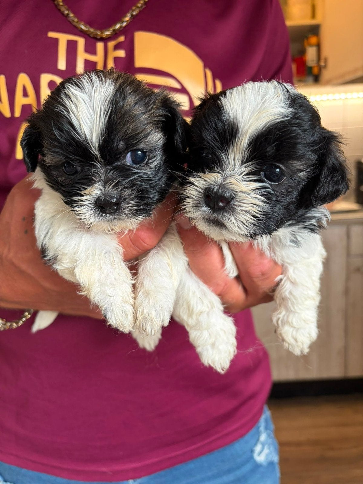 Prachtige boomer pups 3 reutjes en 1 teefje, Overige rassen, 8 tot 15 weken, Parvo, Meerdere