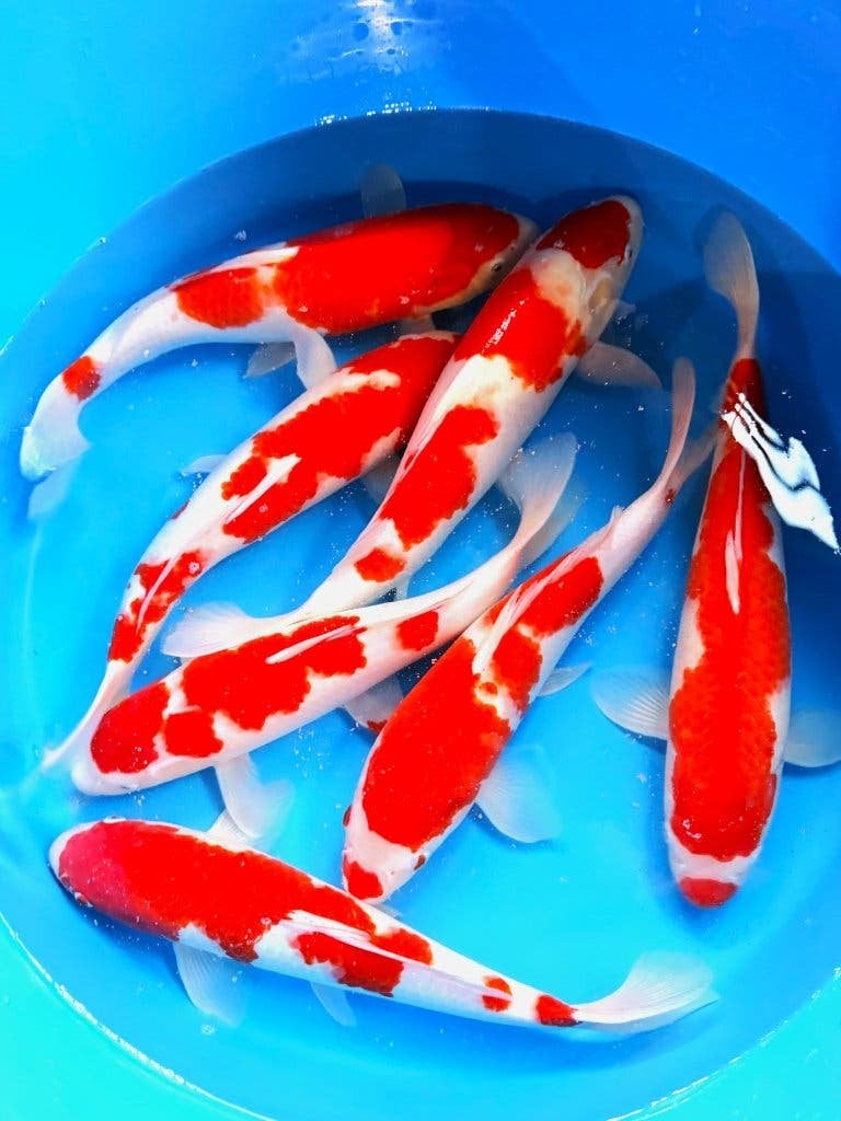 Hq Japankoi, Jumbo Nisai, enorme groeipotentie, Karper of Koi