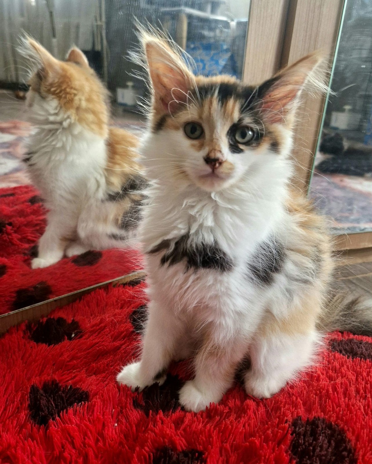 Maine Coon kittens zoeken een liefdevol en blijvend thuis, Meerdere dieren, Ontwormd