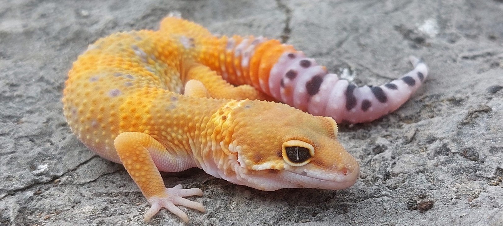 luipaardgekko Eublepharis macularius, Dieren en Toebehoren, Reptielen en Amfibieën, Hagedis, 0 tot 2 jaar