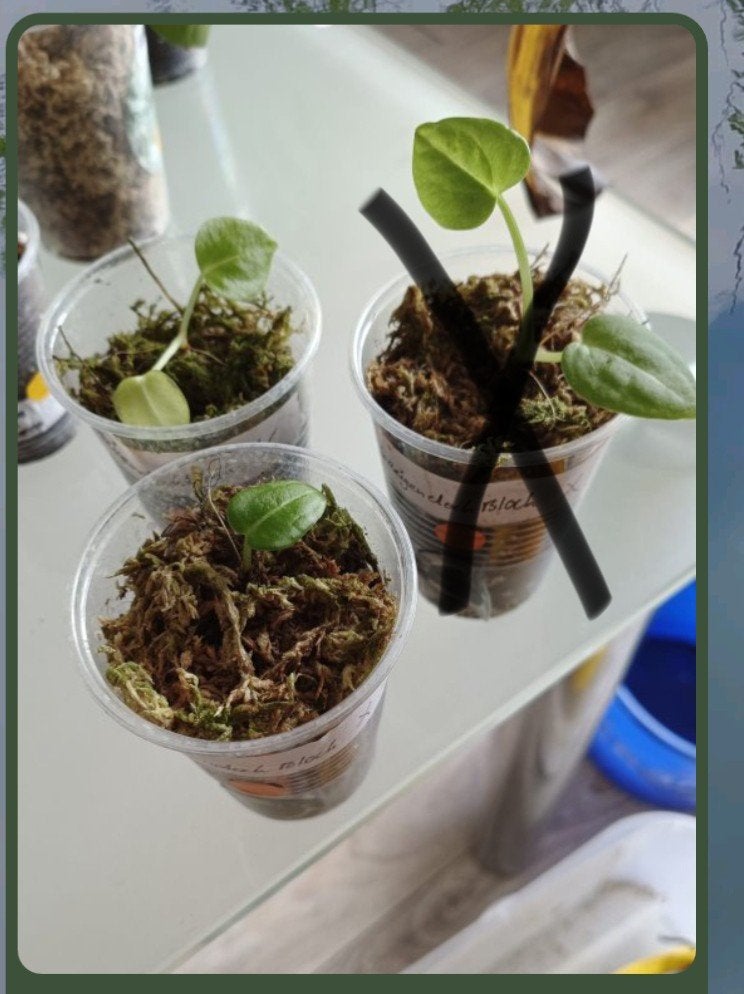A. greigendockblockf2 X crystallinium/forgetti var, Ophalen of Verzenden