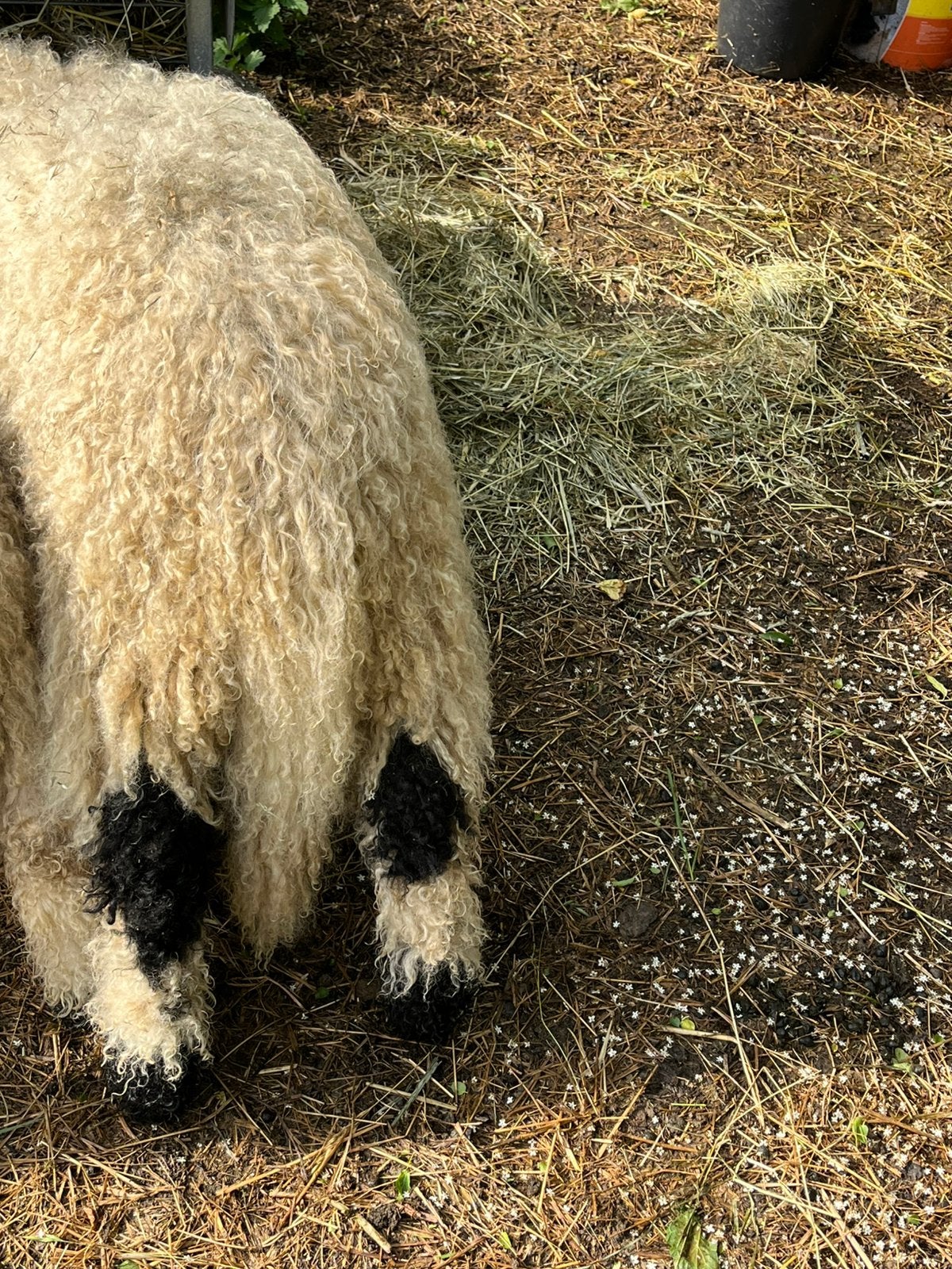 Walliser Schwartznaze rammen, Mannelijk, Schaap, 0 tot 2 jaar
