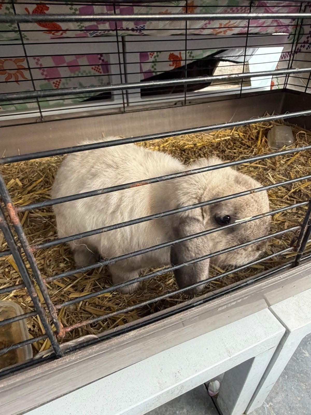 mini lop konijnen    ,gratis, Mannelijk, Hangoor