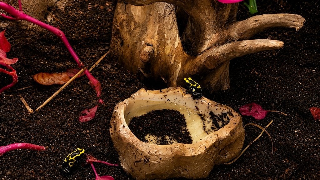 Dendrobates tinctorius ‘Nominat’ – pijlgifkikker Frog photo 5