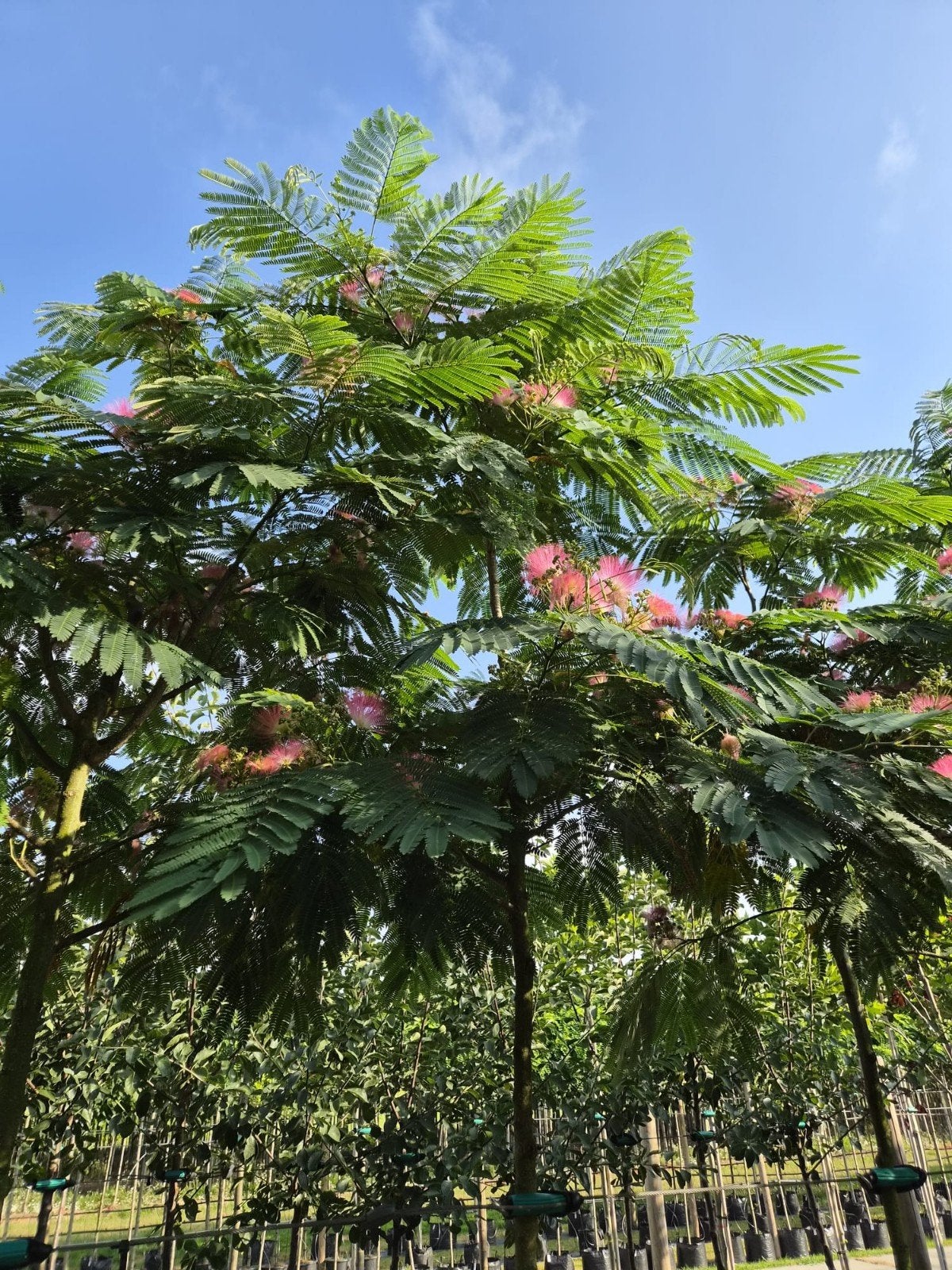 Albizia Julibrissin 'Ombrella', Overige soorten, 250 tot 400 cm, Zomer, Ophalen