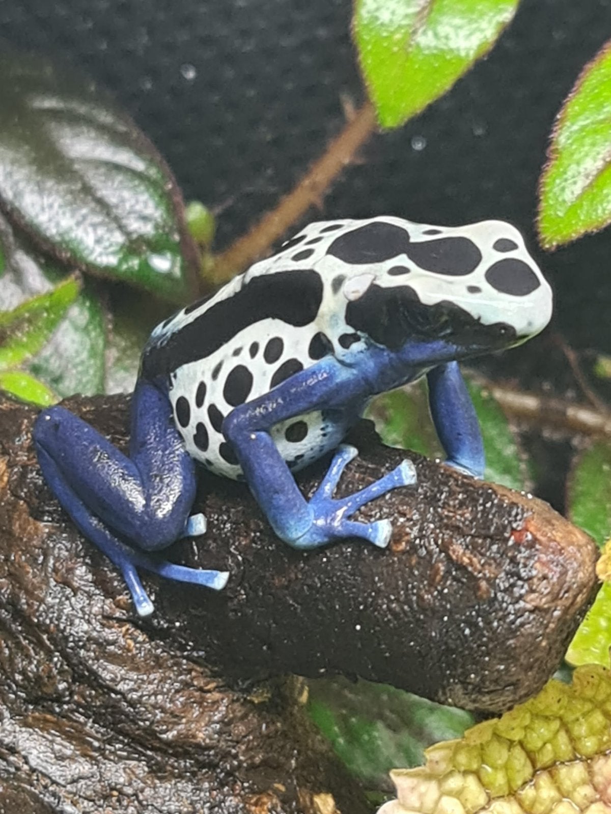 Sipaliwini blue 0.2.0., Dieren en Toebehoren, Amfibie, 3 tot 6 jaar