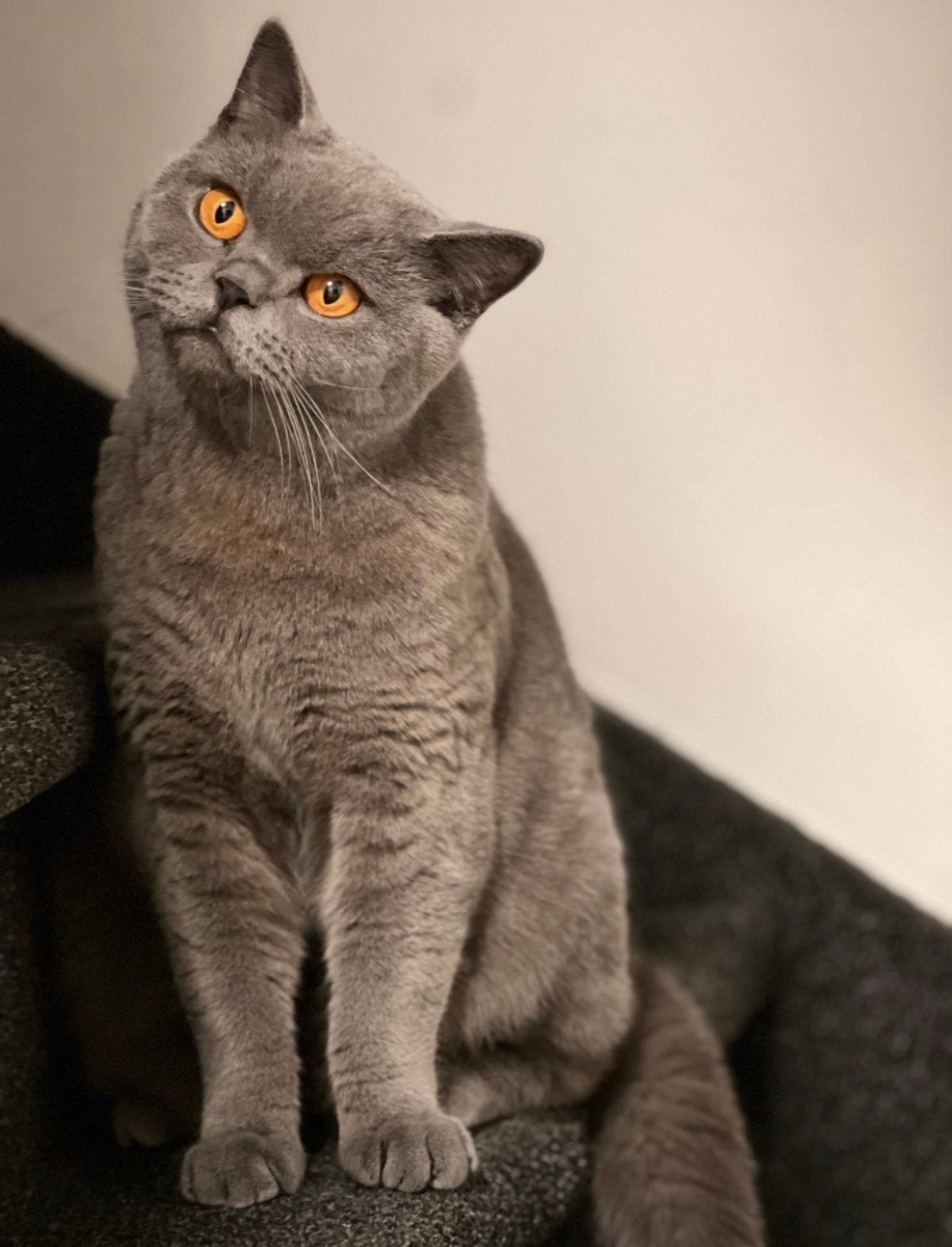 Britse korthaar blauw kater | stamboom | paspoort | kat |, Dieren en Toebehoren, Kater, Kortharig, 0 tot 2 jaar