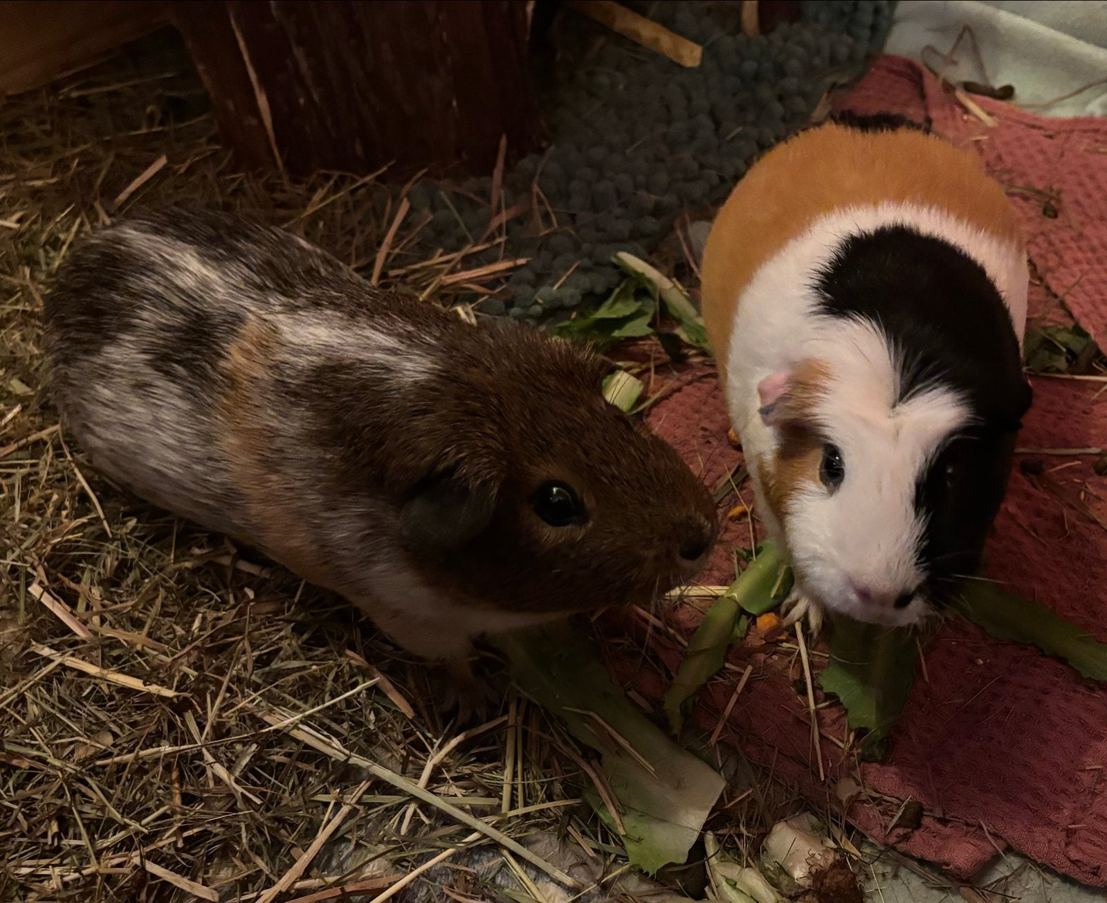 Twee cavias zoeken een nieuw huis, Juni, Mannelijk, Cavia