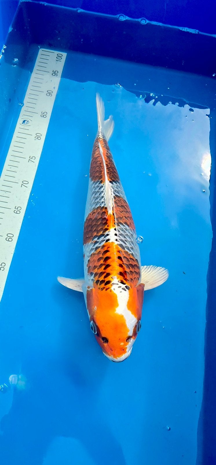 Japanse Koi, Kujaku kase, Karper of Koi