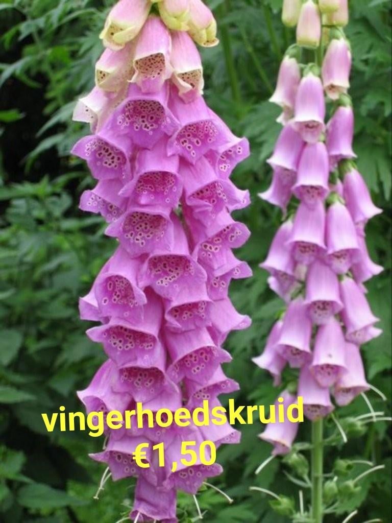Vingerhoedskruid planten, Ophalen of Verzenden, Eenjarig, Groenteplanten, Volle zon
