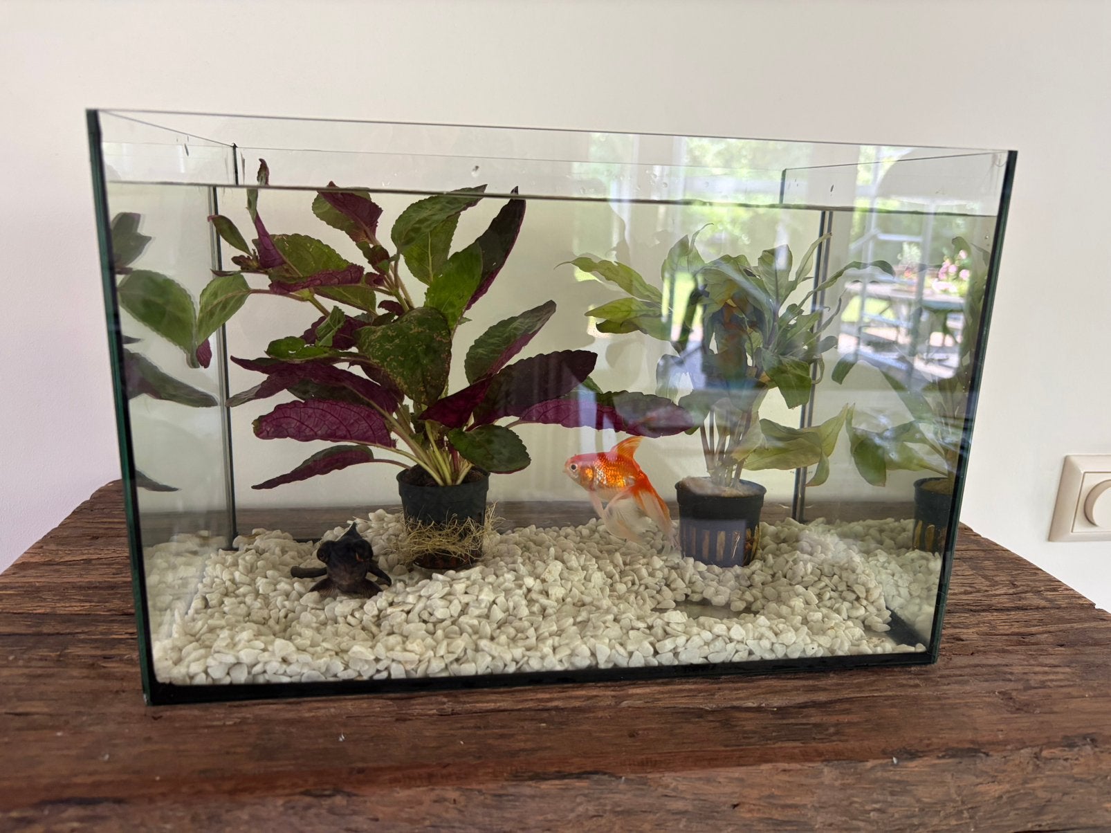Aquarium incl 2 waterplantjes en 2 vissen, Ophalen, Zo goed als nieuw, Gevuld zoetwateraquarium