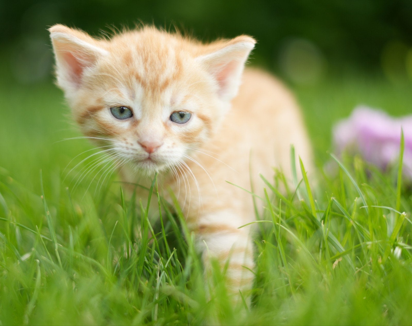 Lieve Boederij kittens, Meerdere dieren, Kortharig, 0 tot 2 jaar