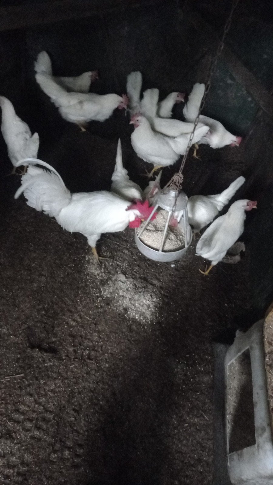 Kippen, Dieren en Toebehoren, Pluimvee, Vrouwelijk, Kip