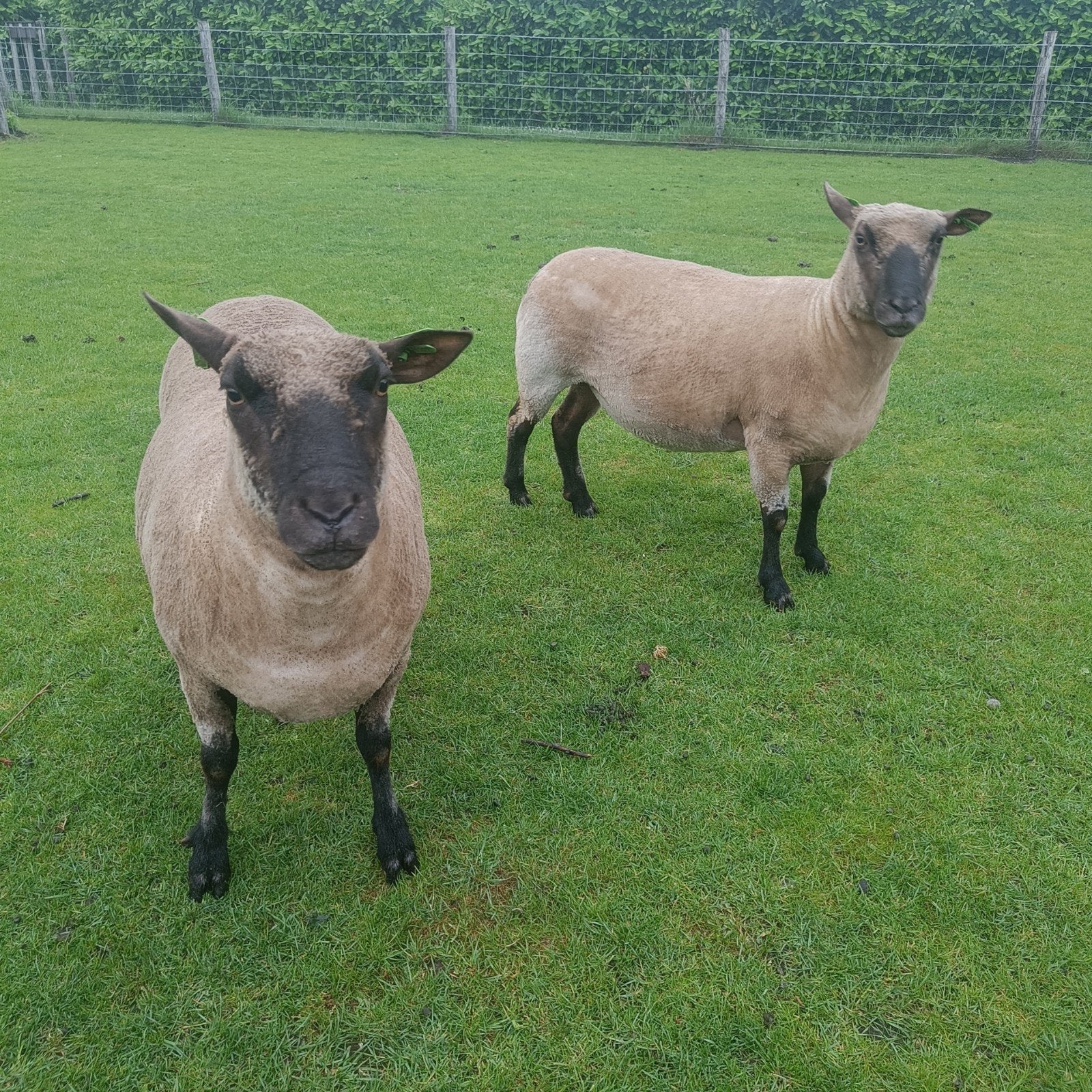 Hampshire Down ooien te koop, Vrouwelijk, Schaap, 3 tot 5 jaar