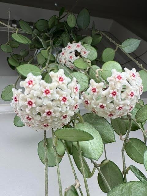 Hoya mathilde (splash) met veel peduncles, Ophalen of Verzenden, Overige soorten, Halfschaduw, Minder dan 100 cm