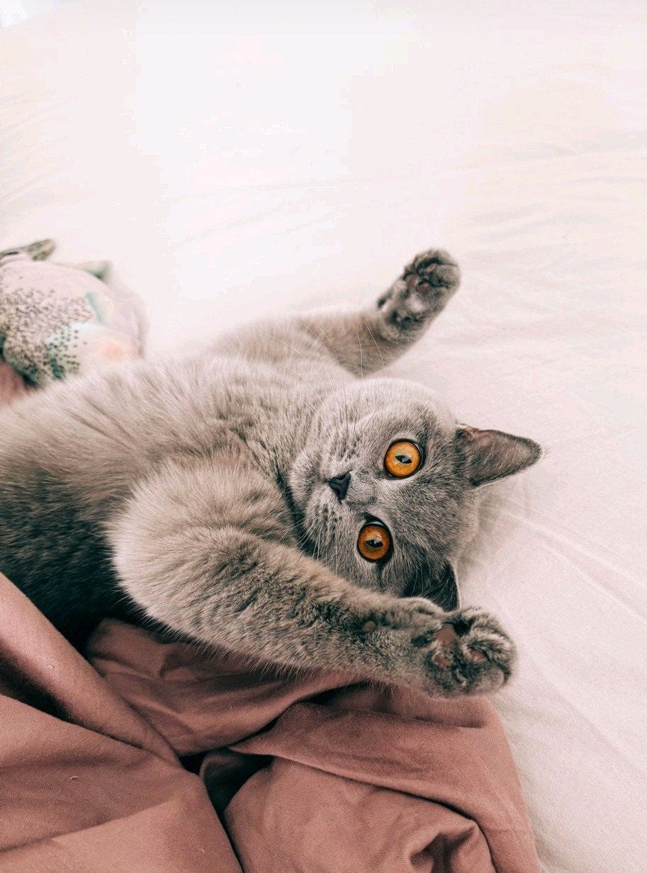 britse korthaar poes, Dieren en Toebehoren, Katten en Kittens | Raskatten | Korthaar, Poes, Ontwormd, 0 tot 2 jaar