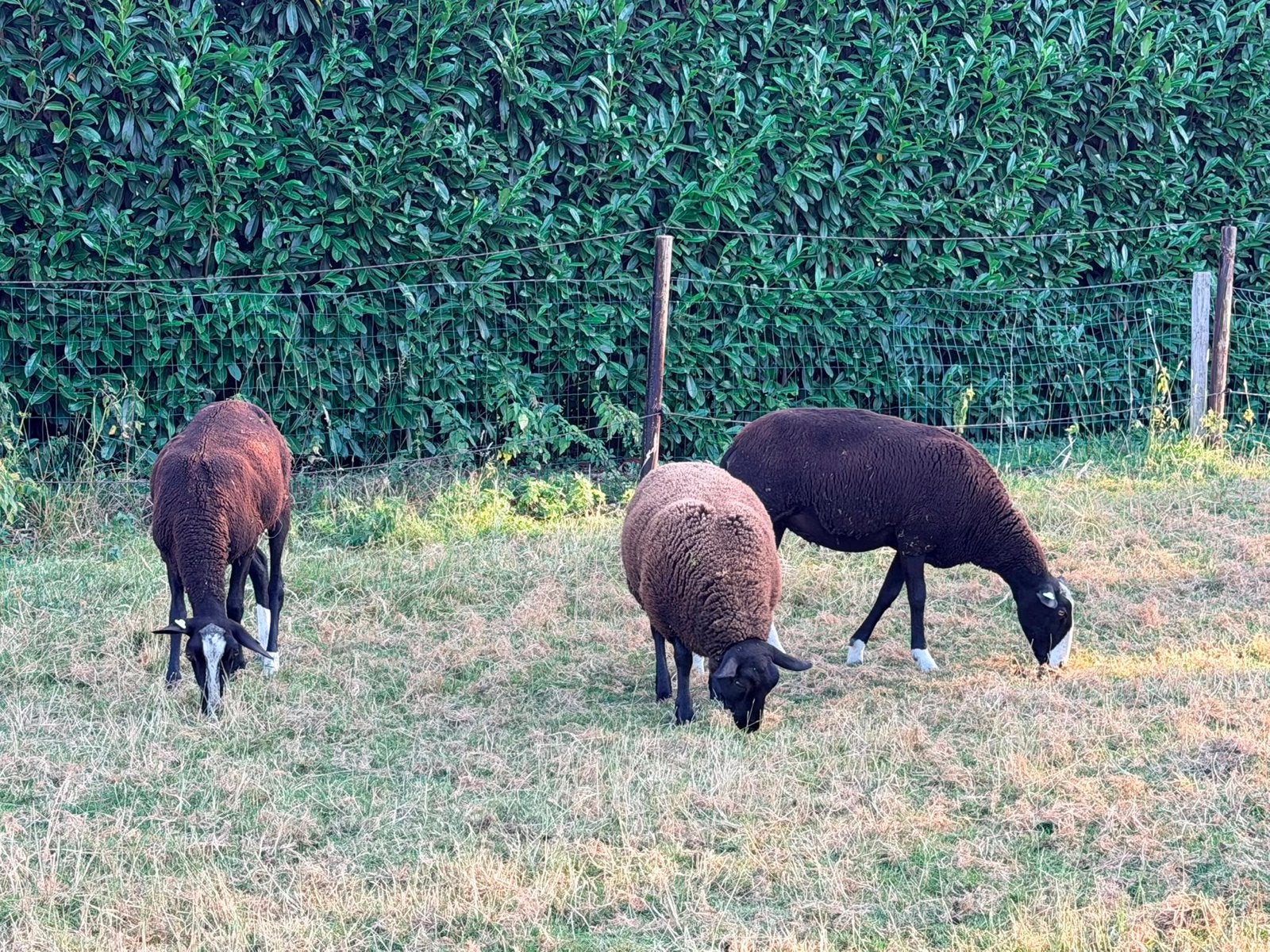 4 zwartbles ooien, Vrouwelijk, Schaap