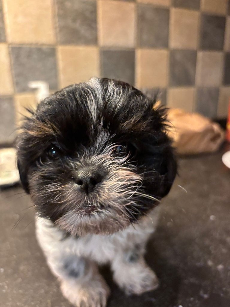 puppies, Overige rassen, 8 tot 15 weken, Parvo, Meerdere
