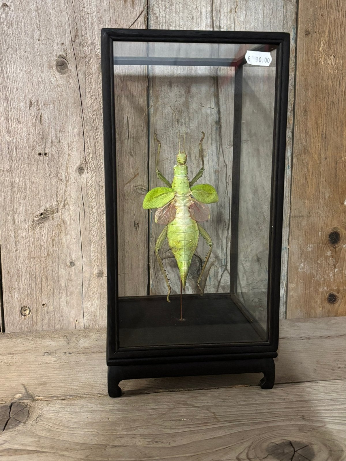 Mooie vitrine met een Wandelende tak (Maleise jungle nimf), Ophalen, Nieuw, Insect, Opgezet dier