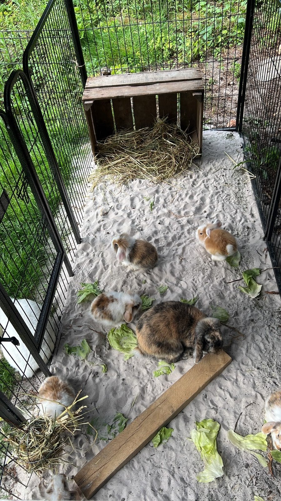 Jonge dwerghangoor konijnen te koop, Dieren en Toebehoren, Meerdere dieren
