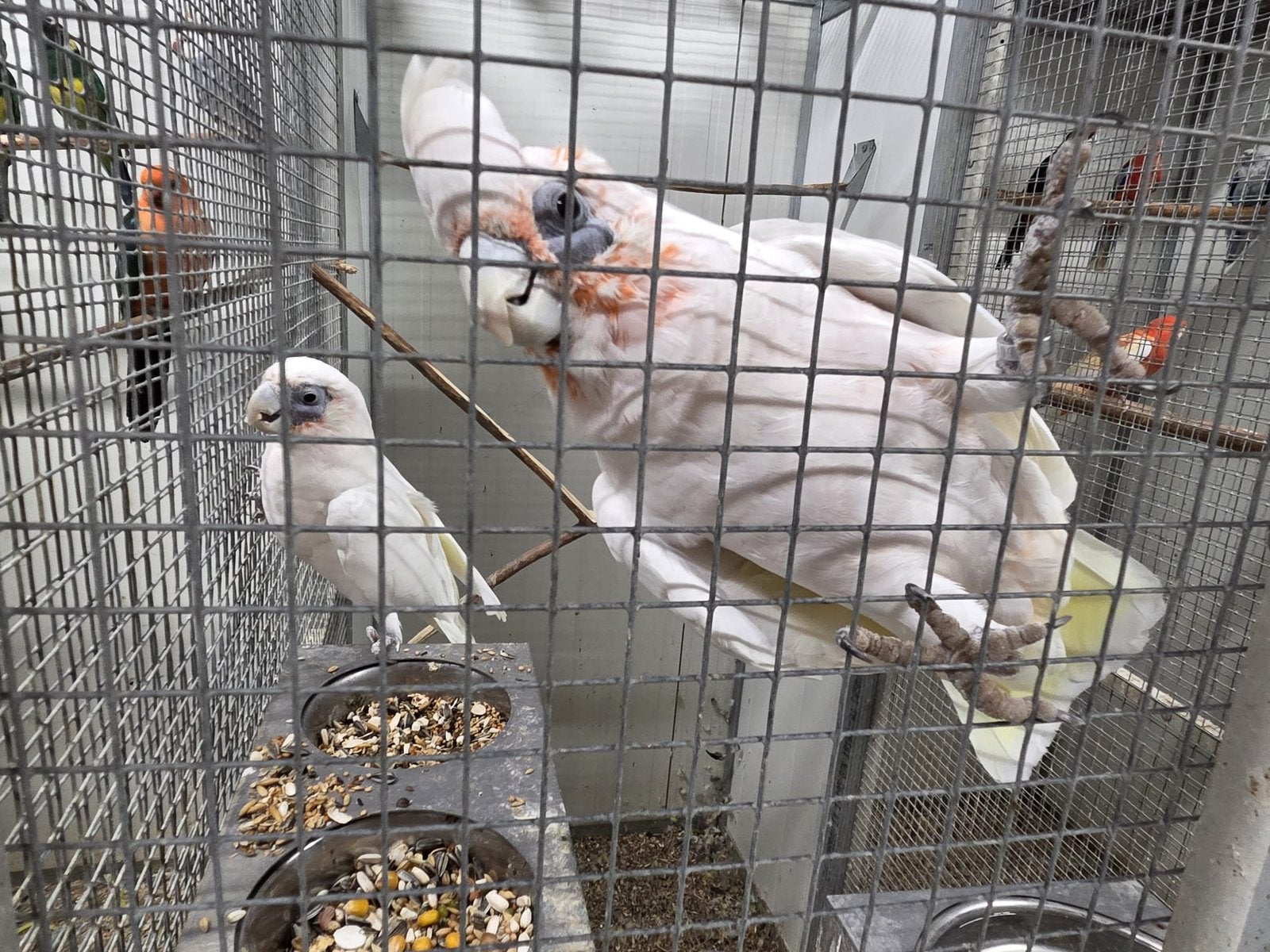 Mooi koppel naakt oog kakatoes, Meerdere dieren, Parkiet, Geringd
