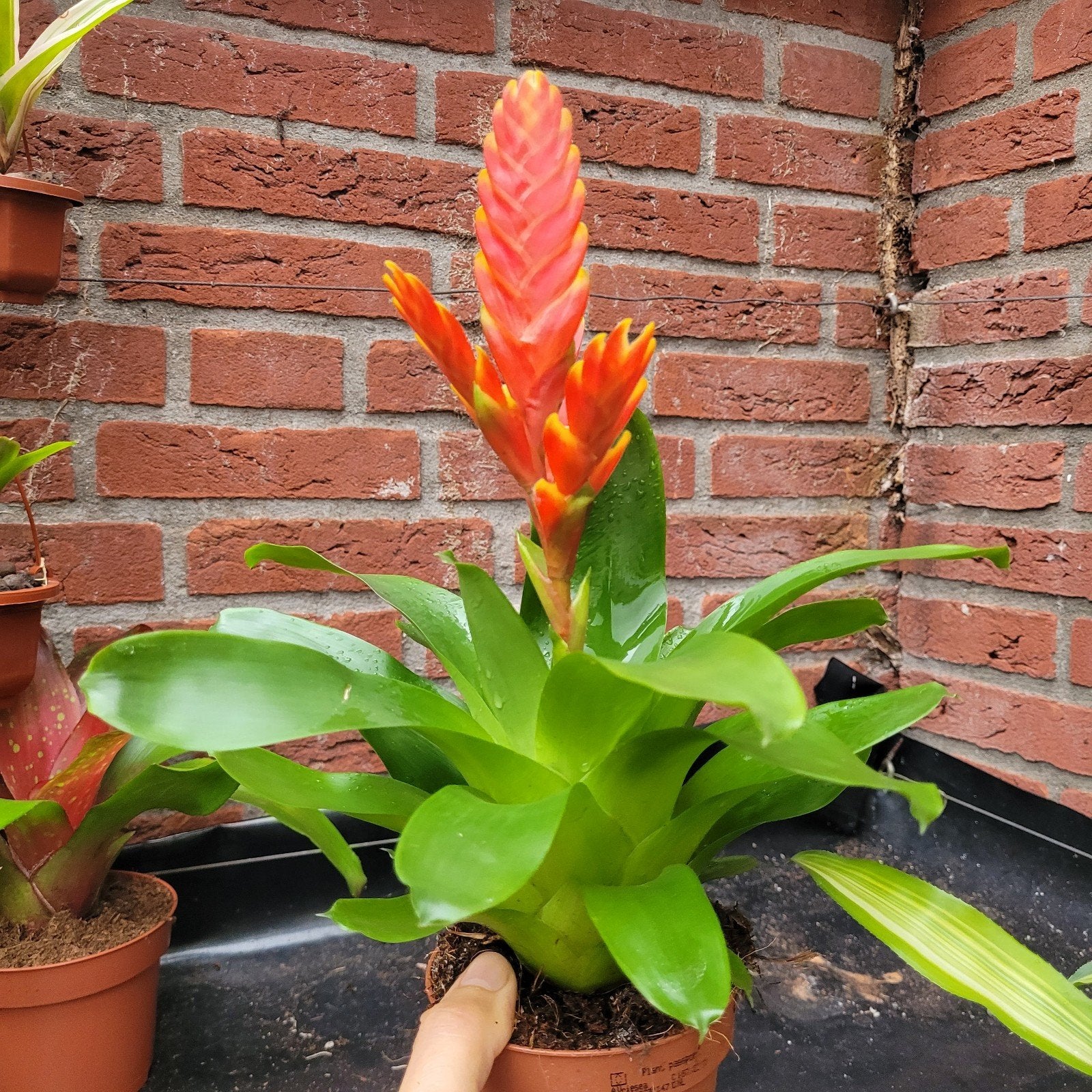 Bromelia oranje/geel, Ophalen of Verzenden, Eenjarig, Overige soorten, Volle zon