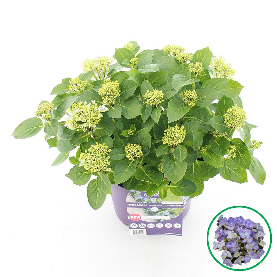 Dwerg Hortensia Hortbux in 23 cm pot - max 25 cm hoog, Tuin en Terras, Vaste plant, Halfschaduw, Zomer, Ophalen