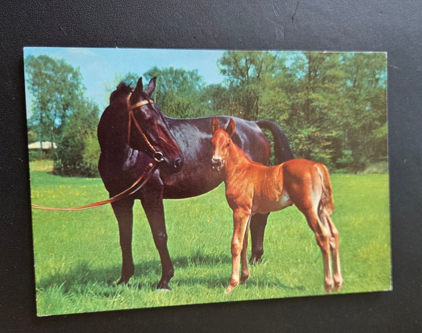 Merrie met veulen, Verzenden, 1960 tot 1980, Gelopen, Paard