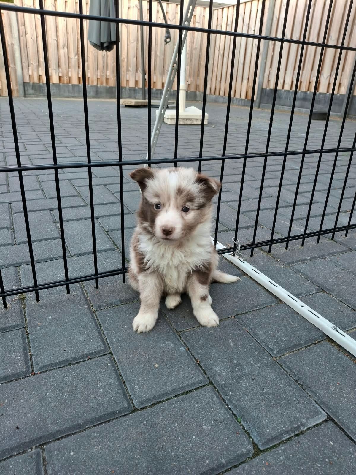Border collie pups, Dieren en Toebehoren, 8 tot 15 weken, Collie, Meerdere, Meerdere dieren